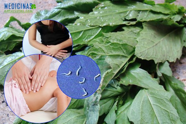 Paico planta medicinal para parásitos y malestares menstruales
