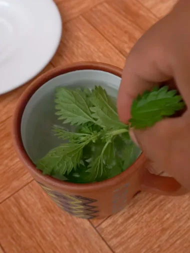 Infusión de ortiga